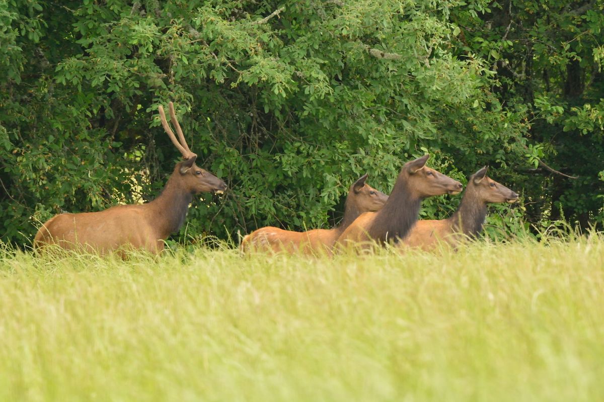 elk