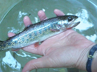 cutthroat trout in hand