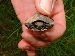 Western Pond Turtle Hatchling in hand