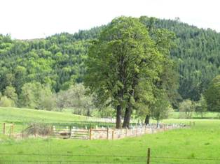 riparian plantings on Owens Creek at McFadden's