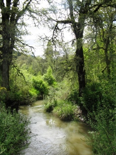 Coyote Creek photo