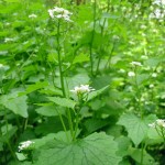 Garlic Mustard thumbnail