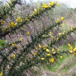 Gorse Thumbnail