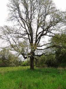 Hagen oak photo