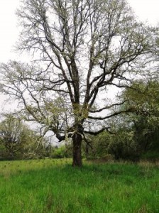 Oak at Hagen's Hagen oak photo