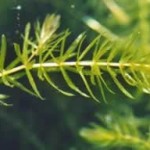 Hydrilla Thumbnail