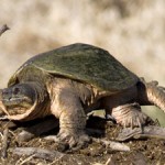 Snapping Turtle thumb