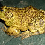 bullfrog ODFW