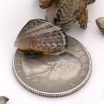 Quagga Mussel thumb