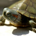 Red-eared Slider thumb