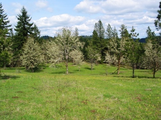 Oak Thinning at Kime