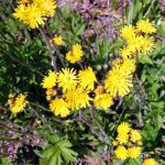 Meadow Hawkweed Thumbnail