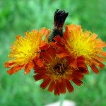 Orange Hawkweed Thumbnail