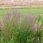 Purple Loosetrife Thumbnail
