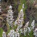 Spanish Heath Thumbnail