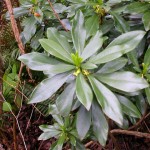 Spurge Laurel Thumbnail