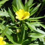 Water Primrose Willow Thumbnail