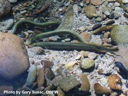 Western Brook Lamprey_Gary Susac, ODFW