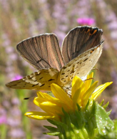 Great Copper Butterfly