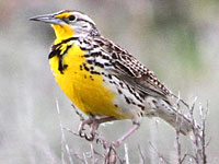 western meadowlark