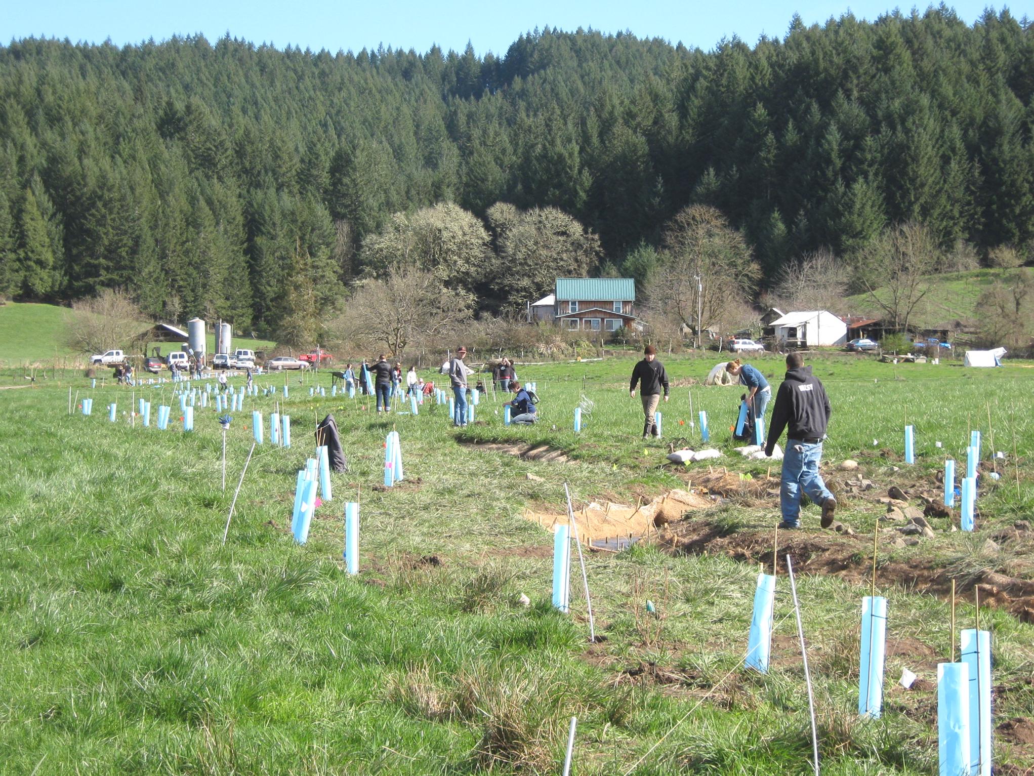 planting at Laughing Stock Farm