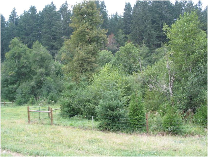 Eber Creek restoration