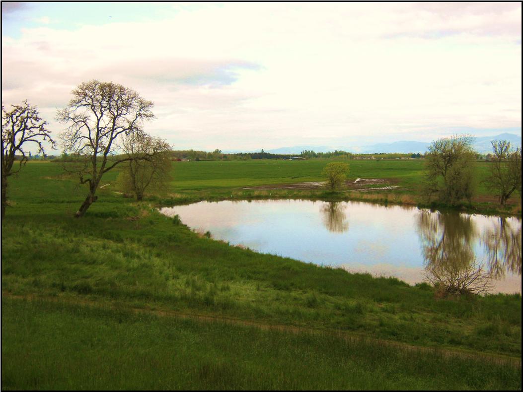 pond at Huntson's farm