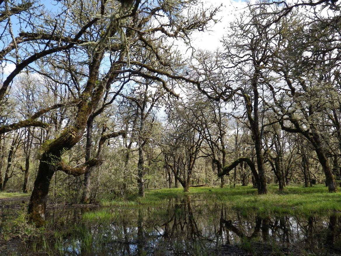 Johnson oak woodland thumb