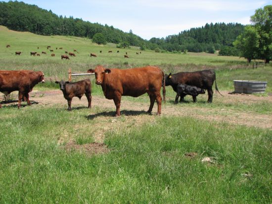 Oregon beef cattle