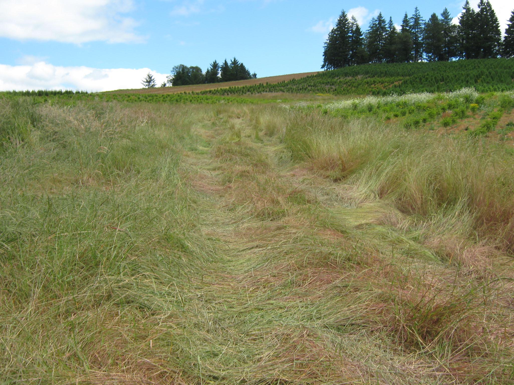 stroda grassed waterway