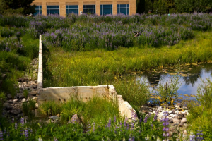 Thermo Fisher pond