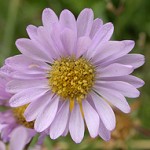 willamette daisy from ODA webpage