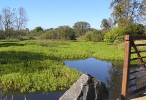 Ludwigia Delta Ponds