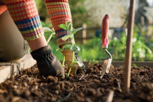 planting