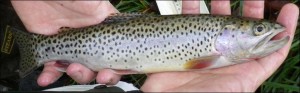 Bear Creek project cutthroat