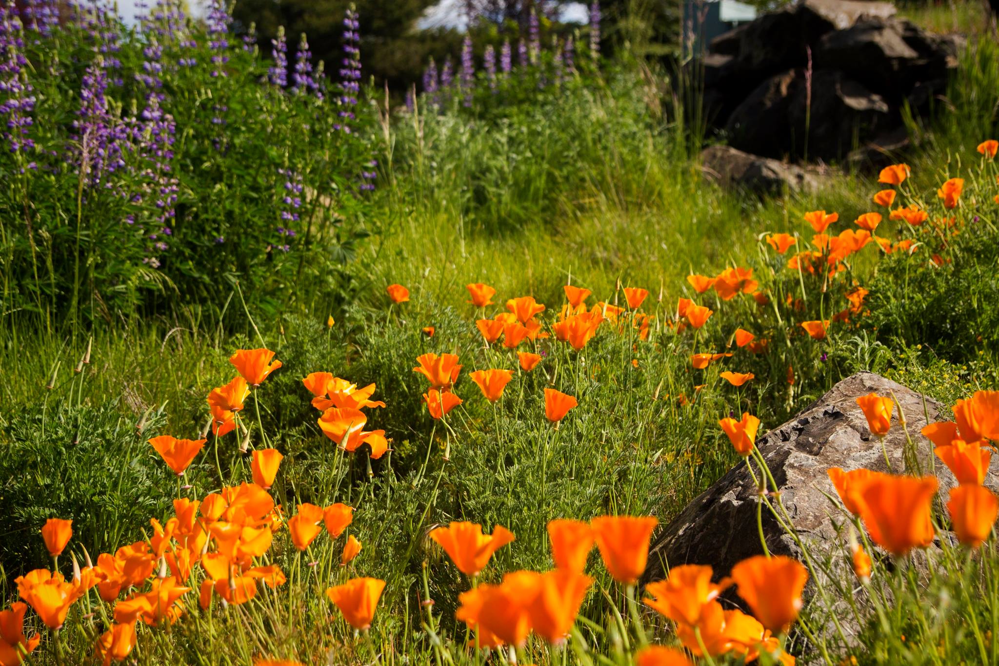 thermal poppies