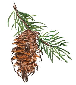 douglas fir cone