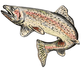 cutthroat trout