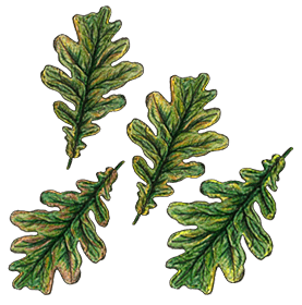 oak leaves