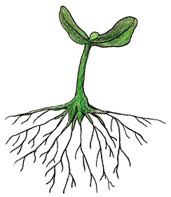 plant with roots