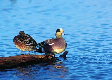 Ducks given — Wayward waterfowl find forever home